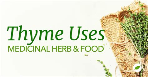 Well-Documented Thyme Uses To Support Health - NHC