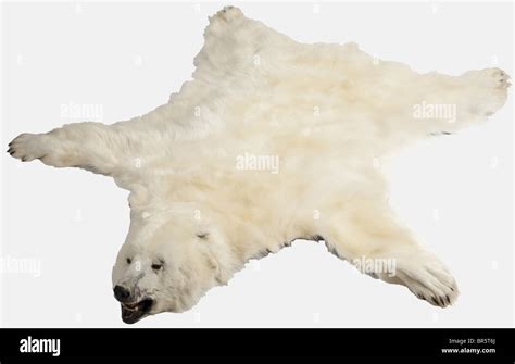 A polar bear's skin, Greenland, 1965 Skin of a male polar bear (Ursus maritimus) with three ...