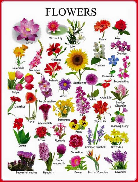 Flowers Vocabulary – Materials For Learning English