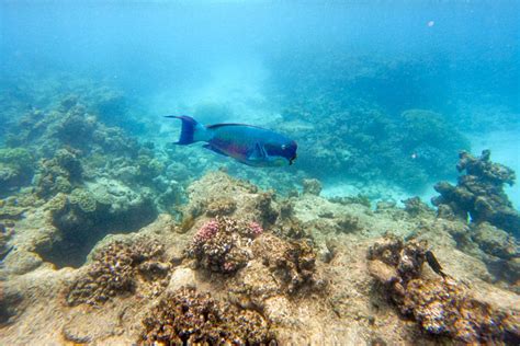 Parrotfish On The Great Barrier Reef - Cairns-Tours