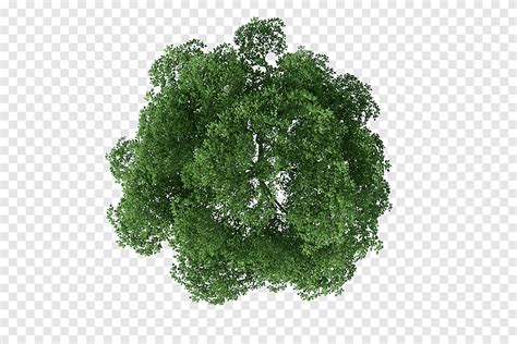 Tree Rendering, tree top view, of brown and green tree, leaf Vegetable ...