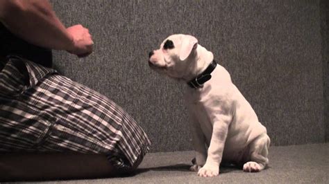 How to Train your Bulldog?