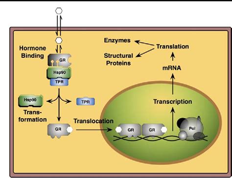 [PDF] Glucocorticoid receptor physiology | Semantic Scholar