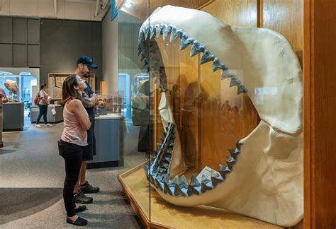 Five Facts: Megalodon – Research News