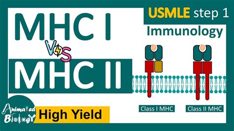 MHC class I vs Class II | USMLE step 1 revision | Immunology - YouTube