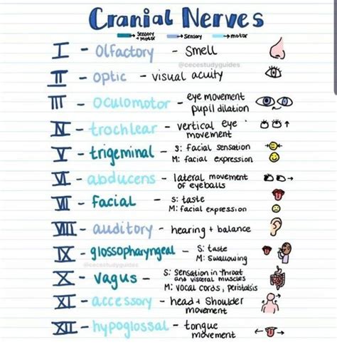 Cranial Nerves Mnemonic Nursing Babe Tips Cranial Nerves Mnemonic | SexiezPicz Web Porn