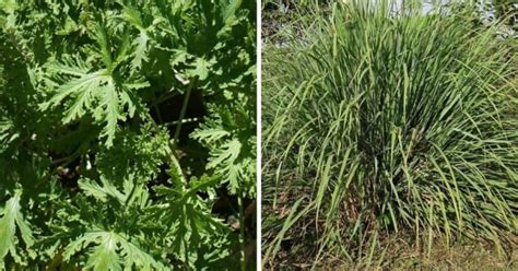 Citronella Plant vs. Citronella Grass, Explained - Gardening Channel