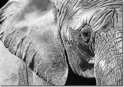 The Matriarch - Elephant Drawing - Owen Garratt - Pencil Artist