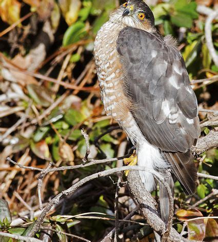 How to Make Cooper's Hawk Identification