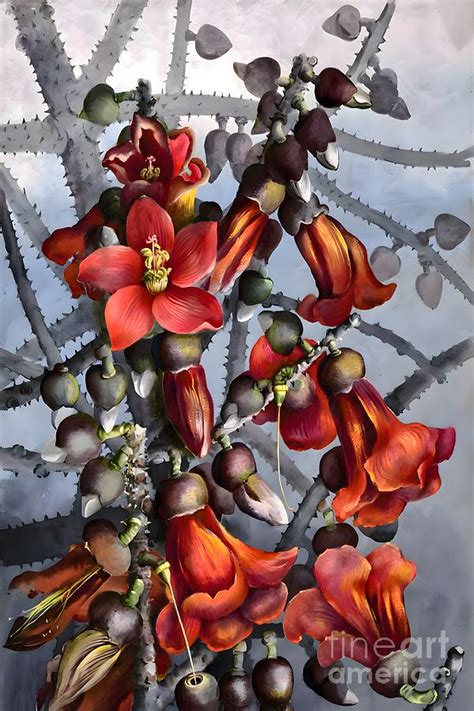 Bombax ceiba L family Bombacaceae Painting by From Natures Arms - Fine ...