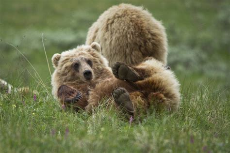 Amazing Animals of Alaska: Features Photo Gallery by 10Best.com