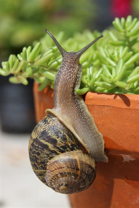 17 Best images about Snails on Pinterest | Socotra, Shells and Photos