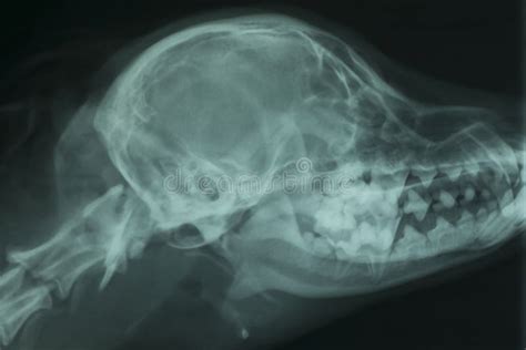 Dog skull stock photo. Image of biology, black, skull - 10182544