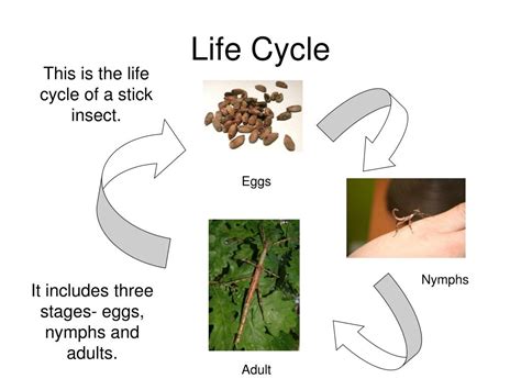 Life Cycle Of Spiny Leaf Insect Pptx Pdf - Infoupdate.org