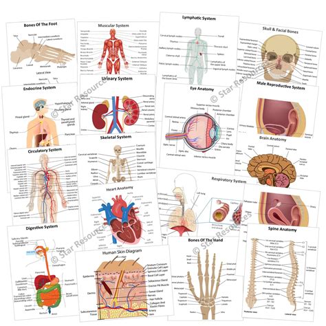 anatomy and physiology flash cards printable