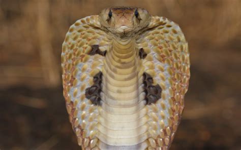 King cobra, snake wallpaper | animals | Wallpaper Better