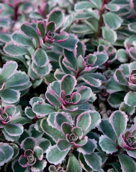 Tricolor - Stonecrop - Sedum spurium | Proven Winners