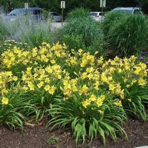 Happy Returns Daylily | Bright Yellow Daylily - PlantingTree