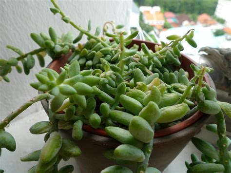 Why Are Succulent Leaves Turning Yellow