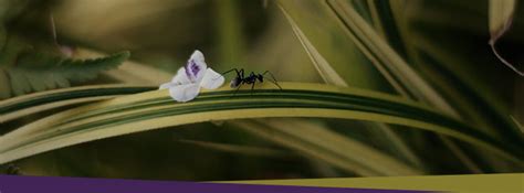 Ant Control: The Role of Ants to the Ecosystem - Truly Nolen Canada