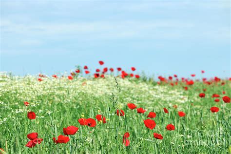 Poppy Flower Meadow Landscape Spring Season Photograph by Goce Risteski ...