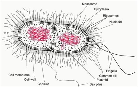 Bacteria in Microbiology - shapes, structure and diagram | Cell wall ...