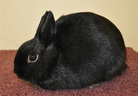 Polish rabbit - Alchetron, The Free Social Encyclopedia