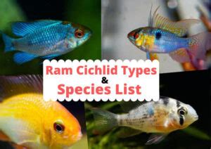 Ram Cichlid Types: The List Of Popular Ram Cichlid Species