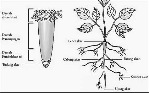 Jaringan Penyusun Organ Tumbuhan Batang Dan Fungsinya Lengkap | Porn Sex Picture