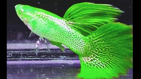 10 Most Exotic Colorful Guppy Types 🏅🔥| Beautiful Guppy everyday| Fish KEEPING TIPS| - YouTube