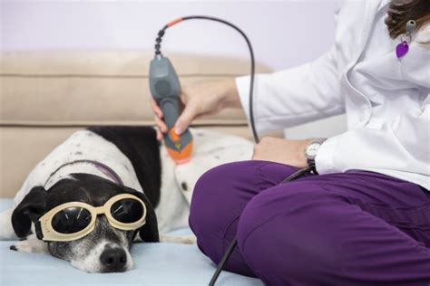 dog-goggles-laser-therapy | Healing Paws Center