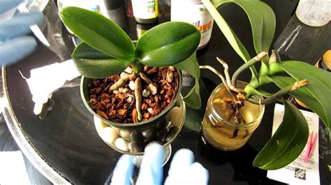 gousicteco: Orchid Phalaenopsis Roots Images