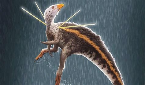 Ubirajara jubatus Is currently the latest non-avian dinosaure to be ...