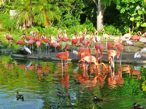 File:Flamingos Miami MetroZoo.jpg - Wikipedia