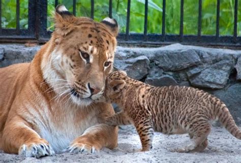 Rare liger cubs born at Russian zoo - NY Daily News