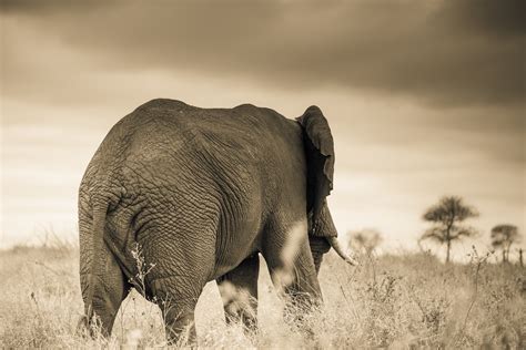 Elephants of Kruger on Behance