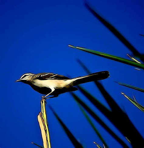 Florida Mockingbird Photograph by Ines Ganteaume - Pixels