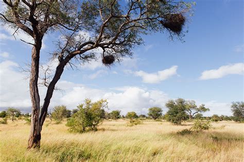 Motswari Safari Lodge | Kruger National Park | Sabi Sands Lodges