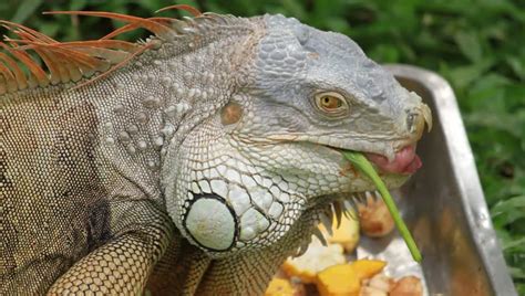 Close Up Iguana Eat Carrot. 4K UltraHD, UHD Stock Footage Video ...