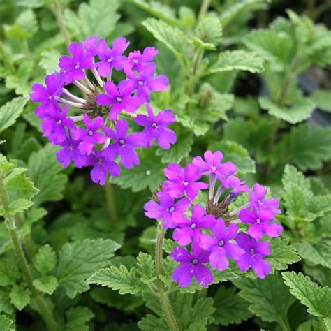 Verbena canadensis 'Homestead Purple' Vervain from Sandy's Plants