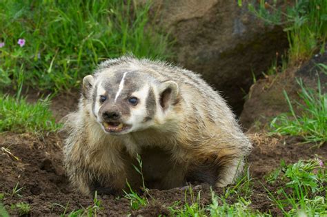 MOSS Field Note #10 - Life Cycle of a Badger by Mell Lerum — Montana ...