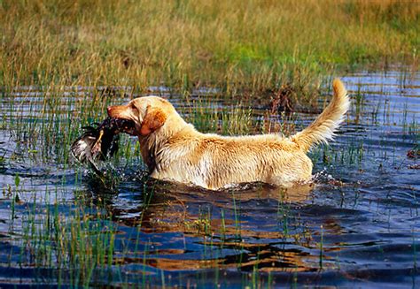 Adorable Labrador Retriever Retrieving Ducks - l2sanpiero