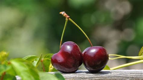 Cherry Picking (Logical Fallacy): Definition and Examples - Fallacy In ...