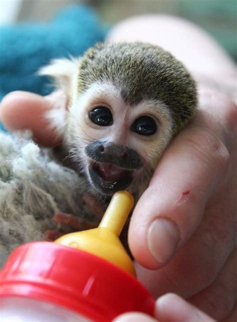 Baby Squirrel Monkeys Are Too Cute To Be Real