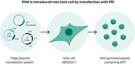 Cell culture process development for AAV vector production in suspension cells | Cytiva