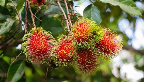 Premium Photo | Rambutan on the tree whith lush leaves