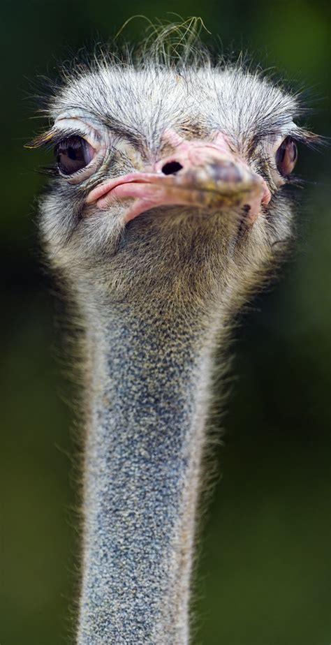 Long neck ostrich | Another ostrich face, you can see more o… | Flickr