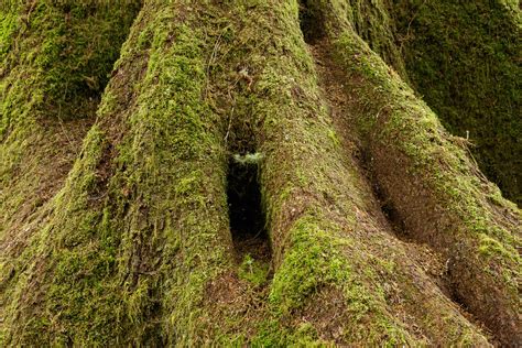 Quinault Rain Forest – Boolie