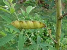 Pigeon pea | Diseases and Pests, Description, Uses, Propagation