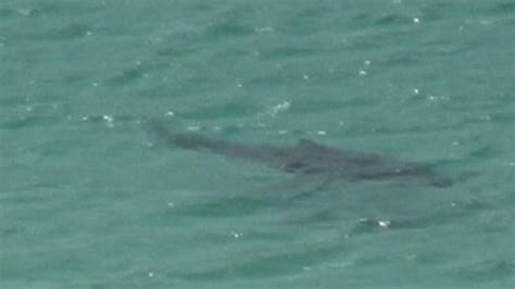 Shark attack in Cape Town | CNN